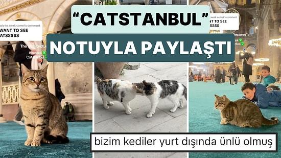 Bu Sefer Hedef Erkekler Değil Kediler: "Mimarisi İçin Türkiye'ye Geldim" Diyen Bir Turist Kedileri Paylaştı