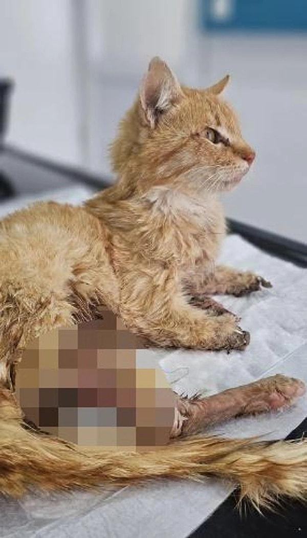 Kayseri'nin Develi ilçesinde kimliği tespit edilemeyen kişi ya da kişiler tarafından bir kediye işkence yapıldı. 3 ayağı kesilmiş halde bulunan sokak kedisi, tüm müdahalelere rağmen kurtarılamadı.
