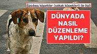 10 Ortak Madde: Dünyada Sokak Köpekleri İçin Nasıl Hukuki Düzenlemeler Yapıldı?