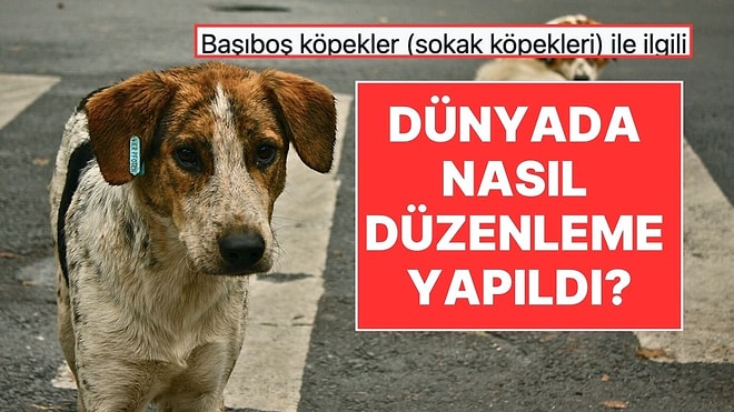 10 Ortak Madde: Dünyada Sokak Köpekleri İçin Nasıl Hukuki Düzenlemeler Yapıldı?