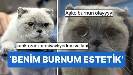 Sivas'ta 1.5 Yaşındaki Yulaf Adlı Kediye Burun Estetiği Yapıldı!