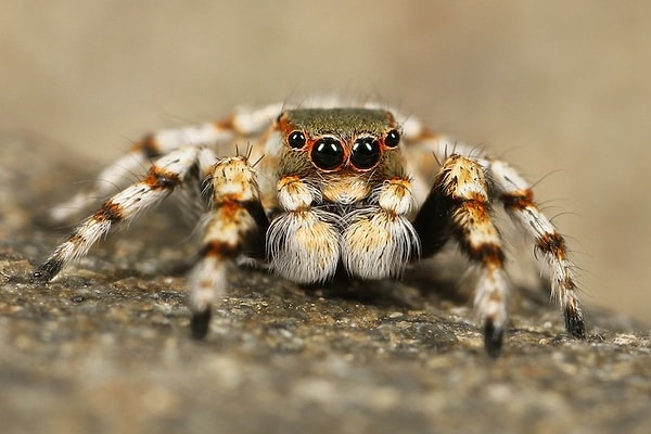 3. Vücutta taşınan en fazla tarantula: 30 saniye boyunca 200 tarantulayı vücudunda taşıyan bir kişiye ait!