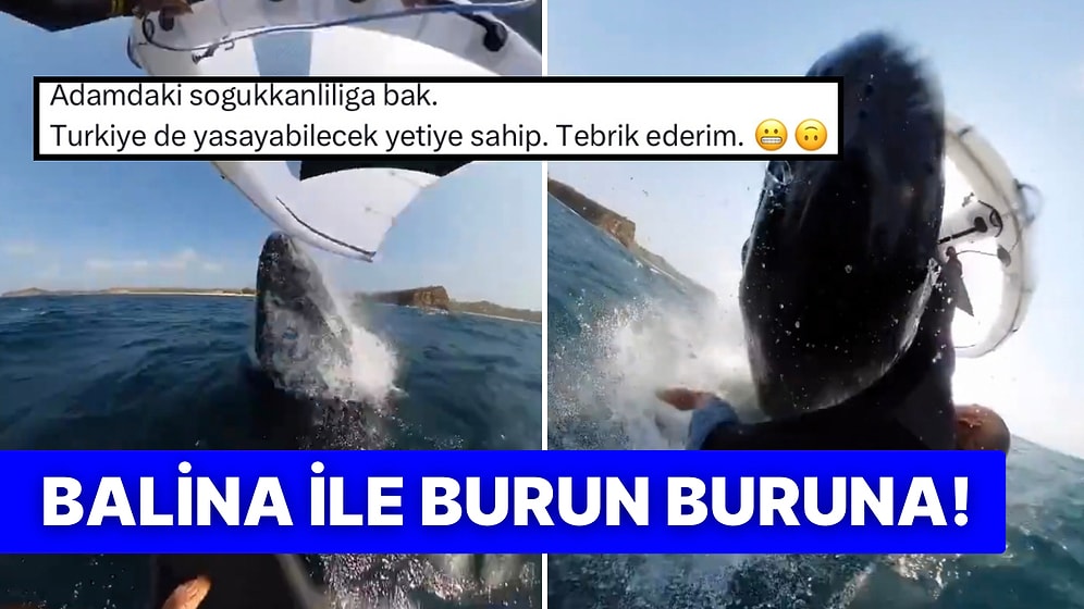 Rüzgar Sörfçüsünün Kambur Balina ile Yaşadığı Eşsiz Anlar Beğenileri Topladı