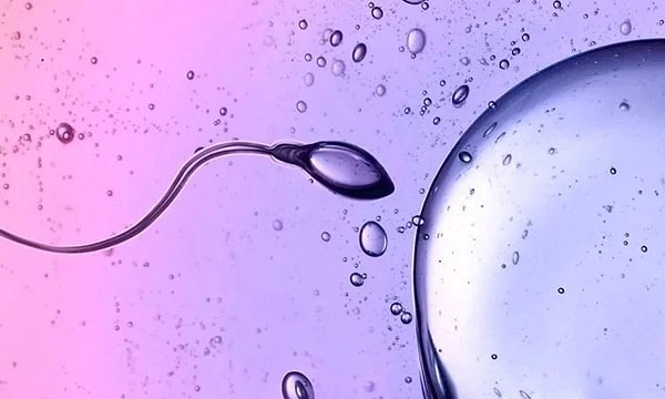 The medication successfully restricted mobility and reduced sperm count in the testes.