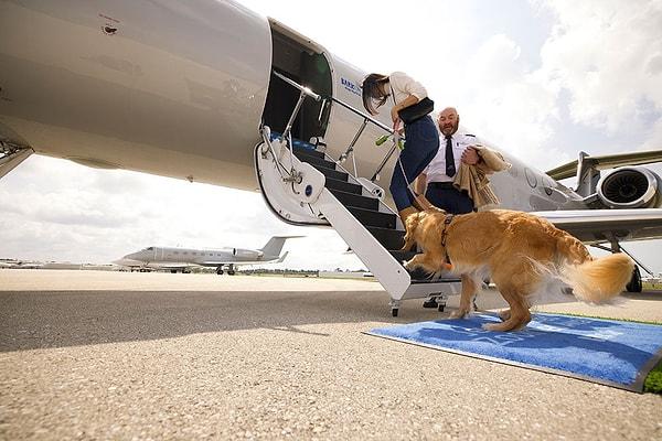 The luxurious aircraft accommodates up to 14 passengers, with only 10 humans allowed to ensure dogs' comfort.