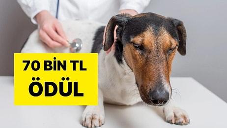 Artık Yeter! 6 Köpek Tarım İlacı ile Zehirlendi: Şüphelinin Bulunması İçin 70 Bin TL Ödül