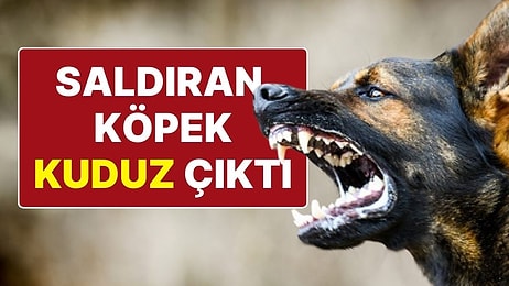 Sokak Köpeklerinin Saldırdığı Kişi Karantinaya Alındı: Köpek Kuduz Çıktı!