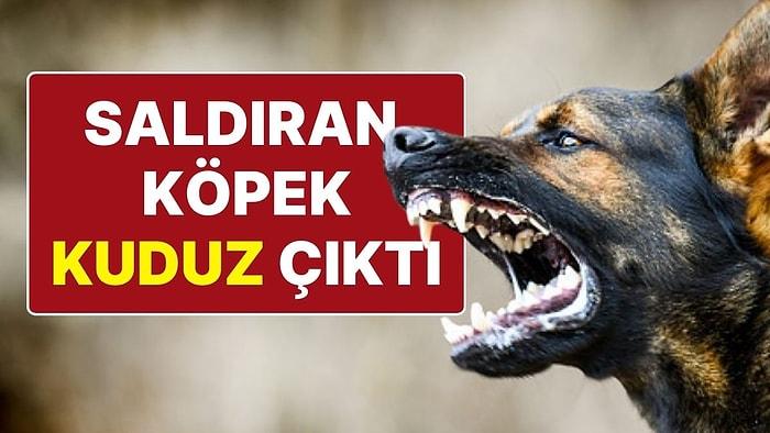 Sokak Köpeklerinin Saldırdığı Kişi Karantinaya Alındı: Köpek Kuduz Çıktı!