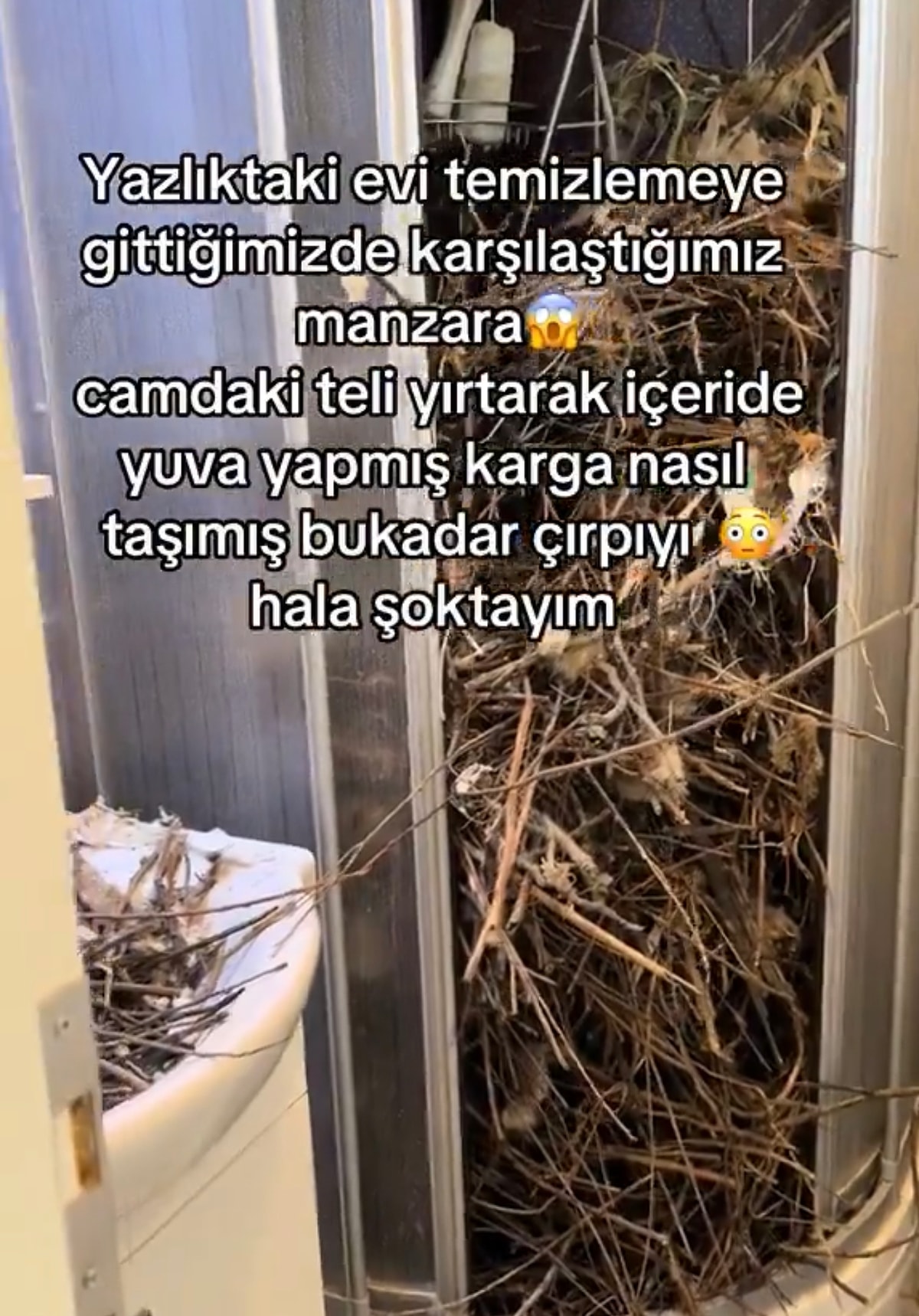 Camlarınızı Açık Bırakmadan Önce Bir Kez Daha Düşüneceksiniz! Kargalar ...