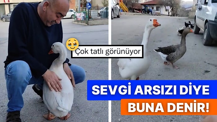 Yalnızca Biraz Sevgi! İlgi Görünce Kendini Sevdirmek İçin Dört Dönen Kazın O Halleri Kalbinizi Isıtacak