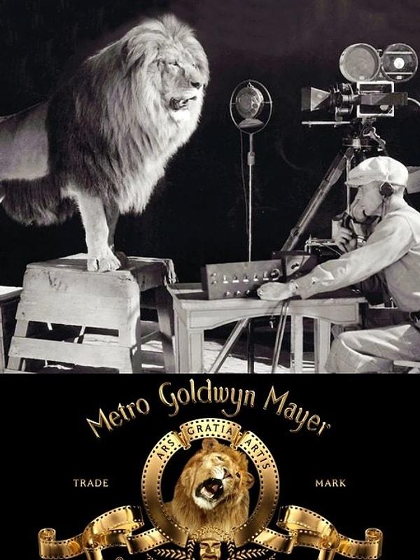 8. Orijinal MGM logosunun çekimleri. (1928)