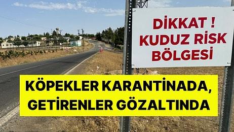 Kuduz Köpekler Ankara'ya mı Getirildi? İddiası Sonrası Valilikten Yeni Açıklama Geldi: Gözaltına Alındılar