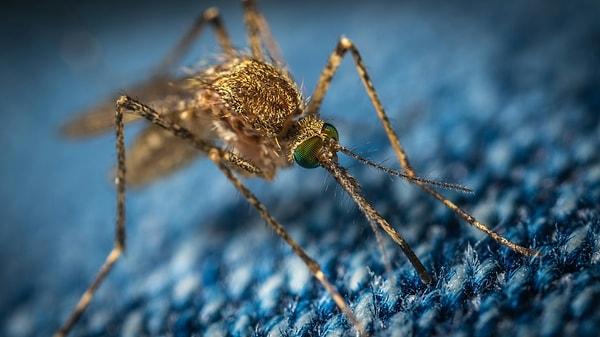 Sivrisinek ısırıkları, bir sivrisinek kan almak için deriyi deldiğinde o herkesin nefret ettiği kaşıntı hissine neden olur. Bu süreç daha karmaşıktır ve bir ısırıktan çok daha fazlasını içerir.