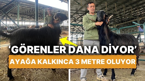 Kurban Pazarında Herkesi Şaşırttı! Danaya Rakip Olan Keçinin Boyu Ayağa Kalkınca 3 Metre Oluyor!