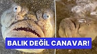 Sıkıysa Al Evde Besle! Kumlara Saplanan Canavar Suratlı Balık Görenleri Tatlı Tatlı Korkuttu