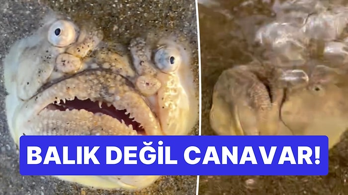 Sıkıysa Al Evde Besle! Kumlara Saplanan Canavar Suratlı Balık Görenleri Tatlı Tatlı Korkuttu