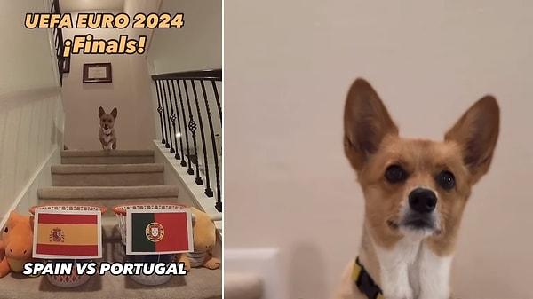 Steph Furry, burnuyla bir topu kazanan ülkenin bayrağının bulunduğu sepete atarak maçların galibini seçiyor. Geçtiğimiz günlerde, Real Madrid'in Borussia Dortmund'a karşı Şampiyonlar Ligi finalini kazanacağını tahmin etmişti. Steph Furry, şimdi de EURO 2024 için tahminlerde bulundu. Köpek, İspanya'nın turnuvayı kazanacağını öngörüyor. Köpeğin tahminine göre, İspanya çeyrek finalde Almanya'yı, yarı finalde Çekya'yı ve finalde Portekiz'i yenerek şampiyon oluyor.