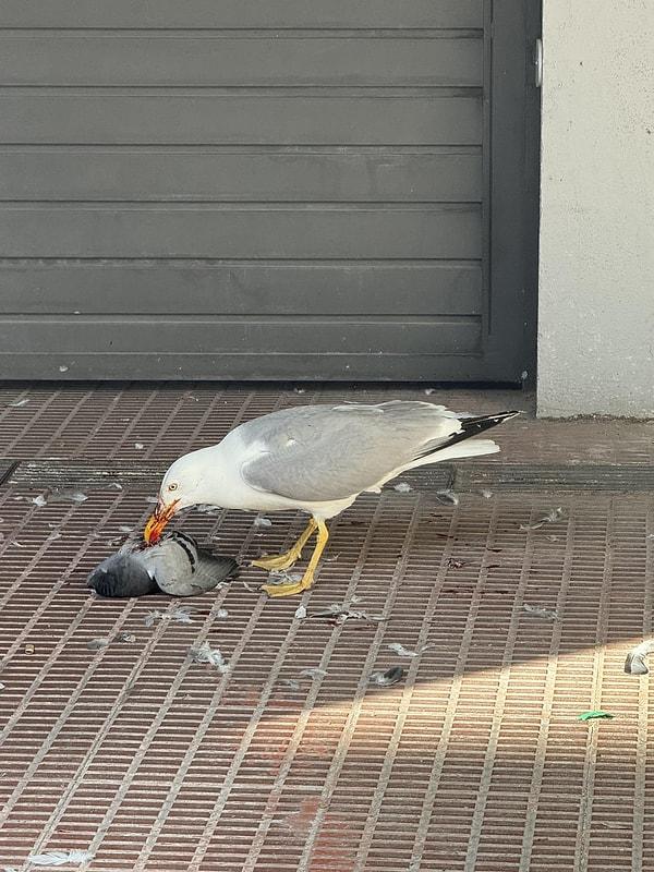 10. Barselona'da bir martı güvercini yerken.