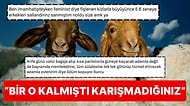 "Tatile Giden Değil Kurban Başında Bekleyen Adamla Evlenin" Diyen Sosyal Medya Kullanıcısı Tartışma Yarattı