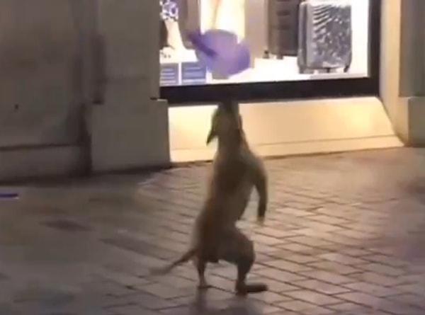 Ardından balonla oynamaya koyulan sevimli köpek, dünyayı unuttu. O neşeli anlar bir vatandaş tarafından kaydedildi.