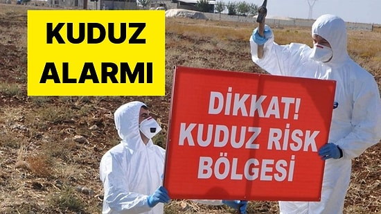 Niğde'de Sokak Köpeği Bir Kişiyi Isırdı: Kuduz Karantinası Başlatıldı