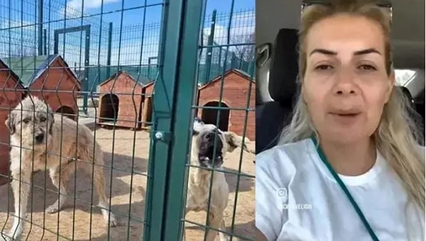 İddiaya göre Buket Özgünlü isimli vatandaş, Şanlıurfa’da barınakta bulunan ve kuduz olana köpekleri Ankara’ya getirmişti. Özgünlü olay sonrasında tutuklanmıştı.