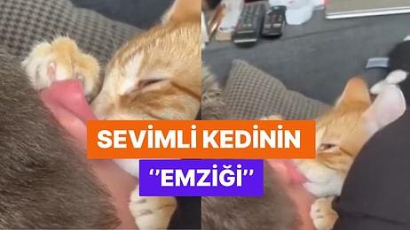 Sahibinin Kulağını Emzik Olarak Kullanan Kedinin Videosu Sosyal Medyada Viral Oldu!