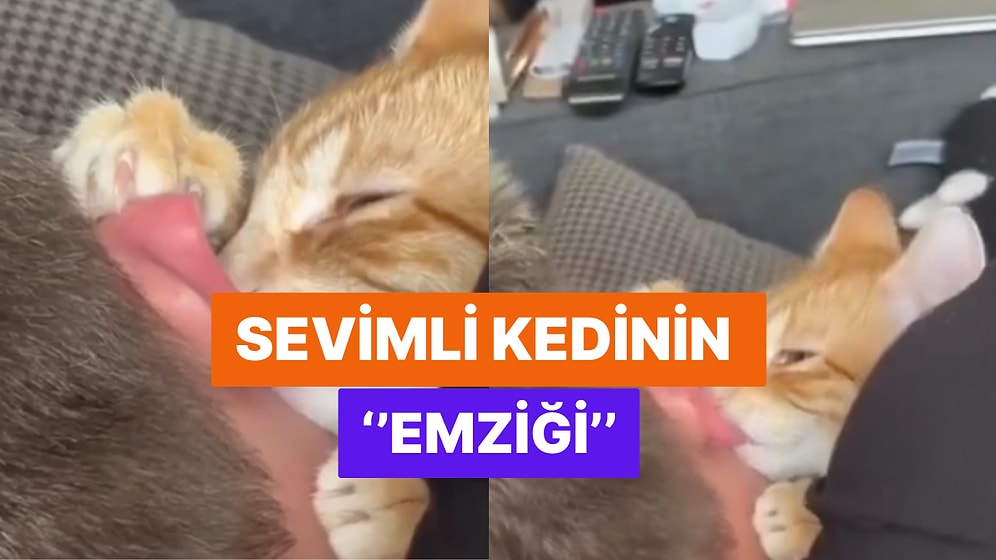 Sahibinin Kulağını Emzik Olarak Kullanan Kedinin Videosu Sosyal Medyada Viral Oldu!