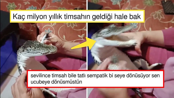 Sevilince Adeta Bir Sevgi Pıtırcığına Dönen Yavru Timsahın Görüntüleri Herkesi Yumuşacık Etti