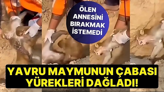 Ölen Annesini Bırakmak İstemeyen Yavru Maymunun Çabası Yürekleri Dağladı