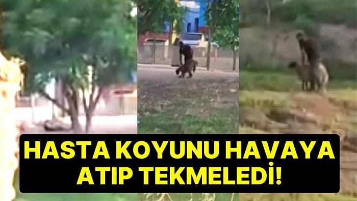 Adana'da Tepki Çeken Görüntü! Hasta Koyunu Havaya Atıp Tekmeledi