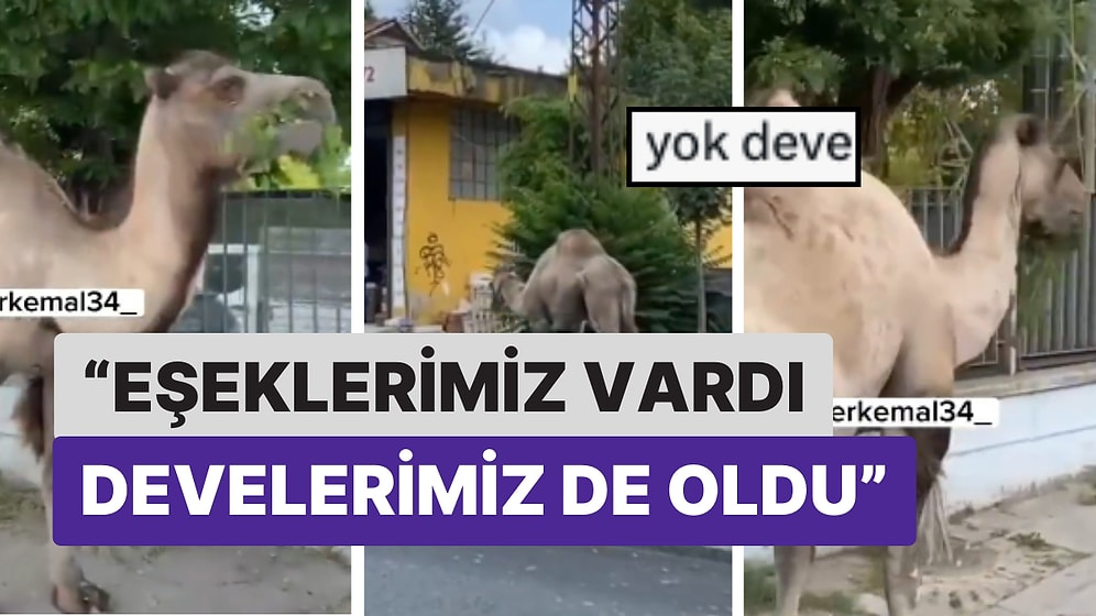 Nereden Kaçtığı Belli Olmayan Develer İstanbul Sokaklarında Gezintiye Çıktı