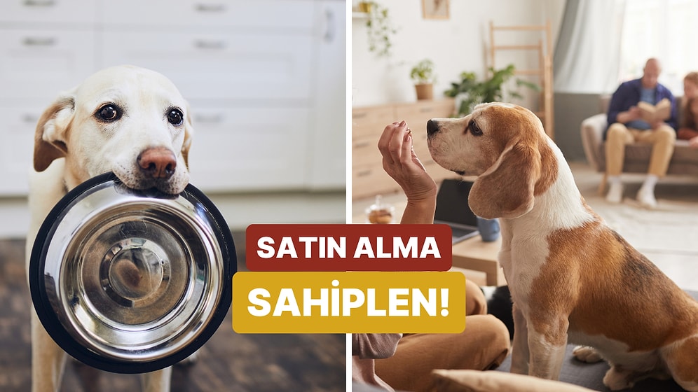 Bize Kendinden Bahset, Sahiplenmen Gereken Köpek Türünü Söyleyelim!