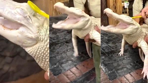 Diş fırçasıyla albino timsaha masaj yapan kadının görüntüleri sosyal medyada gündem oldu.