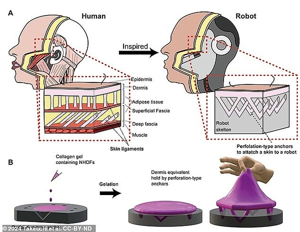 Self-Healing Realistic Skin