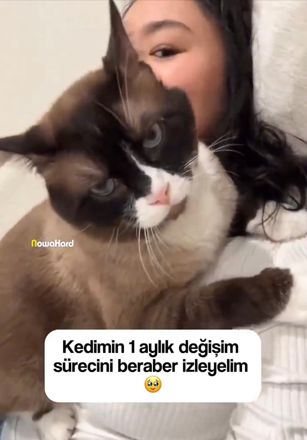 Her gün onun güvenini sağlayabilmek için küçük adımlar attı ve sonuca bakıldığında tatlı kedi sahibine adeta aşık olmuştu.