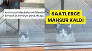 Sahibini Balkona Kilitleyen Kedi Gününüzü Güzelleştirecek