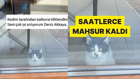 Sahibini Balkona Kilitleyen Kedi Gününüzü Güzelleştirecek