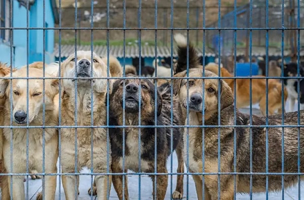 Sokak köpekleri toplatıldıktan sonra belediyelerin barınaklarına alınacak. Kısırlaştırma ve aşı işlemleri ise yeniden sokağa salınmayacak.