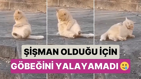 Şişman Olduğu İçin Göbeğini Yalayamayan Kedinin O Anlarını İzlerken Ekranı Isırmak İsteyeceksiniz