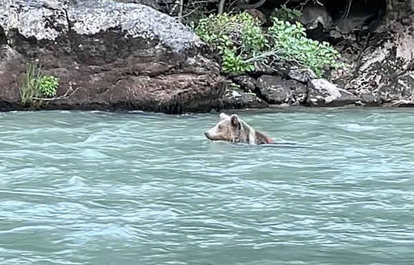 Kentte hava sıcaklığı 35 dereceyi bulurken, bir bozayı meşe ağaçlarıyla kaplı dağların arasından akan Munzur Nehri'ne girerek serinledi.