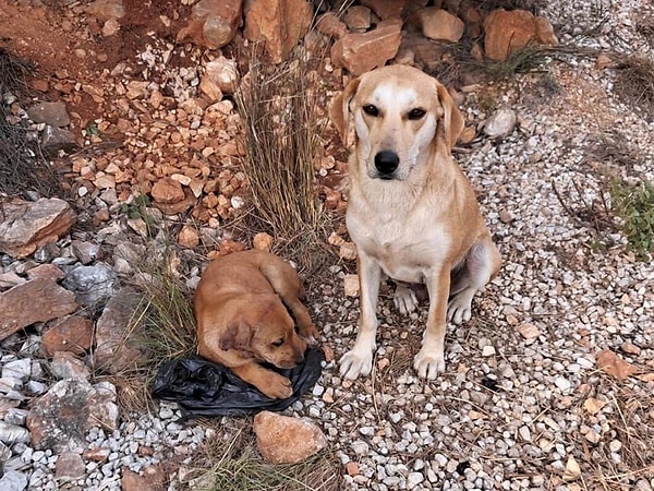 “Mevcut yasa bile tam uygulanmamış, ilgili yönetimler tarafından yeterli sayıda barınak açılmamış, kısırlaştırma yapılmamış, personel ve kaynak ayrılmamıştır. İlgili bakanlıklar da bu konuda gerekli desteği vermemiştir.”