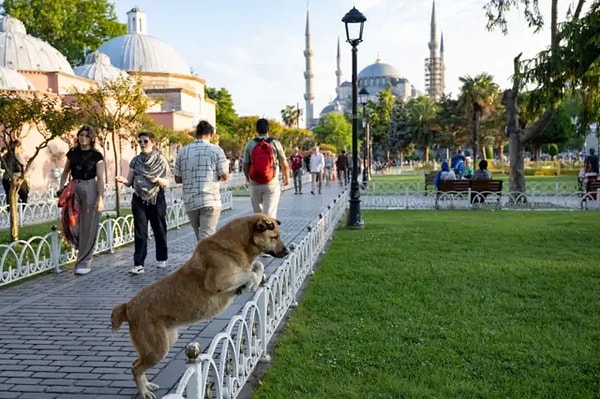 “Sahiplendirme çalışması bugüne kadar yeterince yapılmamıştır. Bu konuda başarılı birçok örnek olmasına rağmen yaygın ve etkili bir teşvik çalışması yapılmamıştır.”