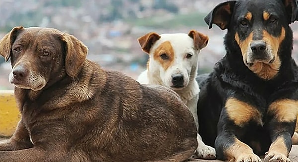 “Bazı bölgelerde kedi ve köpek popülasyonunun azaltılması ya da bitirilmesi biyolojik dengeyi bozup başka kemirgen ve vahşi hayvanların çoğalmasına yol açacaktır. Dünyada bunun birçok örneği mevcuttur.”