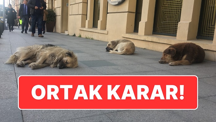 CHP Sözcüsü Açıkladı: Sokak Hayvanlarına Ötanazi Kararını Belediyeler Uygulamayacak