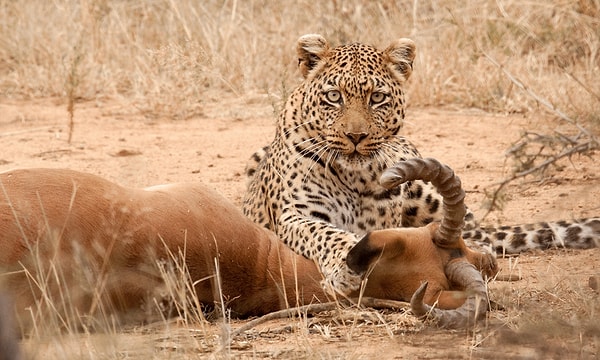 1. Avını avlayan bir leopar