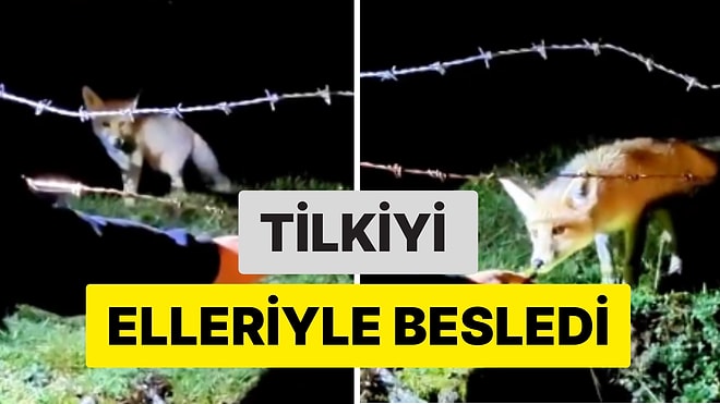 Et Bekleyen Tilkiye Yaprak Sarması Şoku: Giresun'da Bir Vatandaş Tilkiyi Elleriyle Besledi