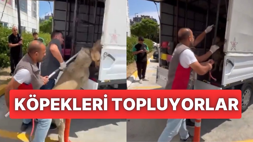 Arnavutköy Belediyesi'nin Kanun Çıkmadan Sokak Köpeklerini Topladığı İddia Edildi!