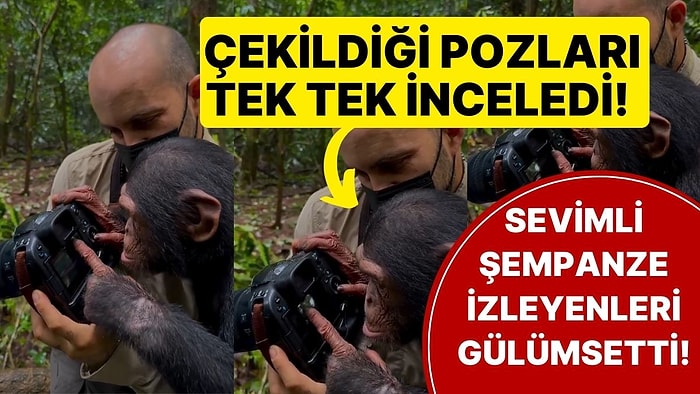 Çekildiği Fotoğrafları Tek Tek İnceleyen Şempanze Görenleri Hayrete Düşürdü!