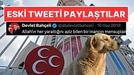 MHP’den Sokak Köpeği Düzenlemesine Karşı Ses: Bahçeli'nin Eski Tweetini Paylaştılar!